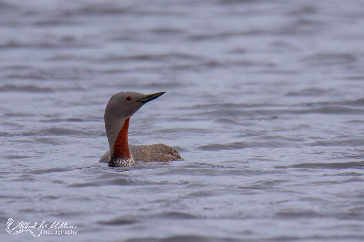 Red-throated Loon - ML601463031