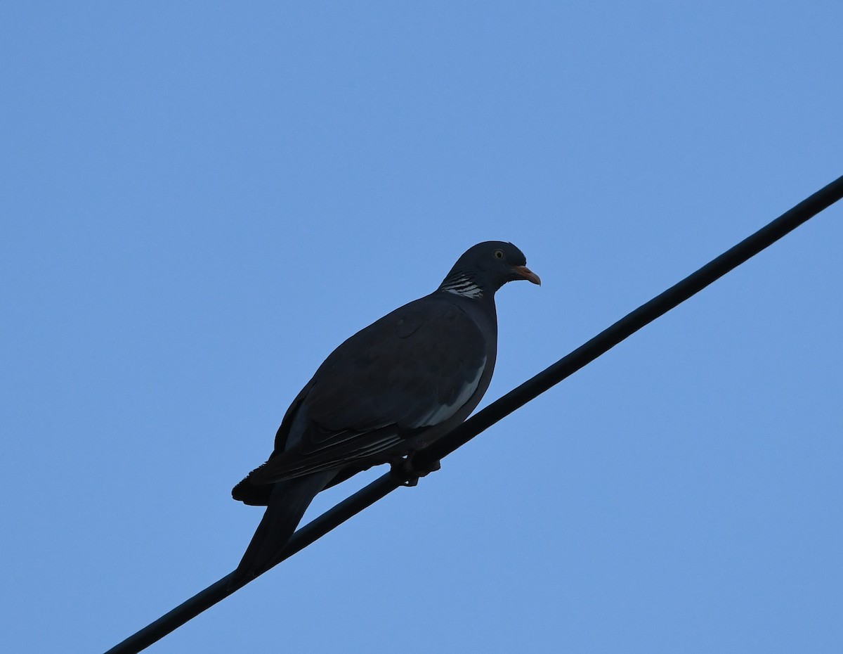 Common Wood-Pigeon - ML601463301