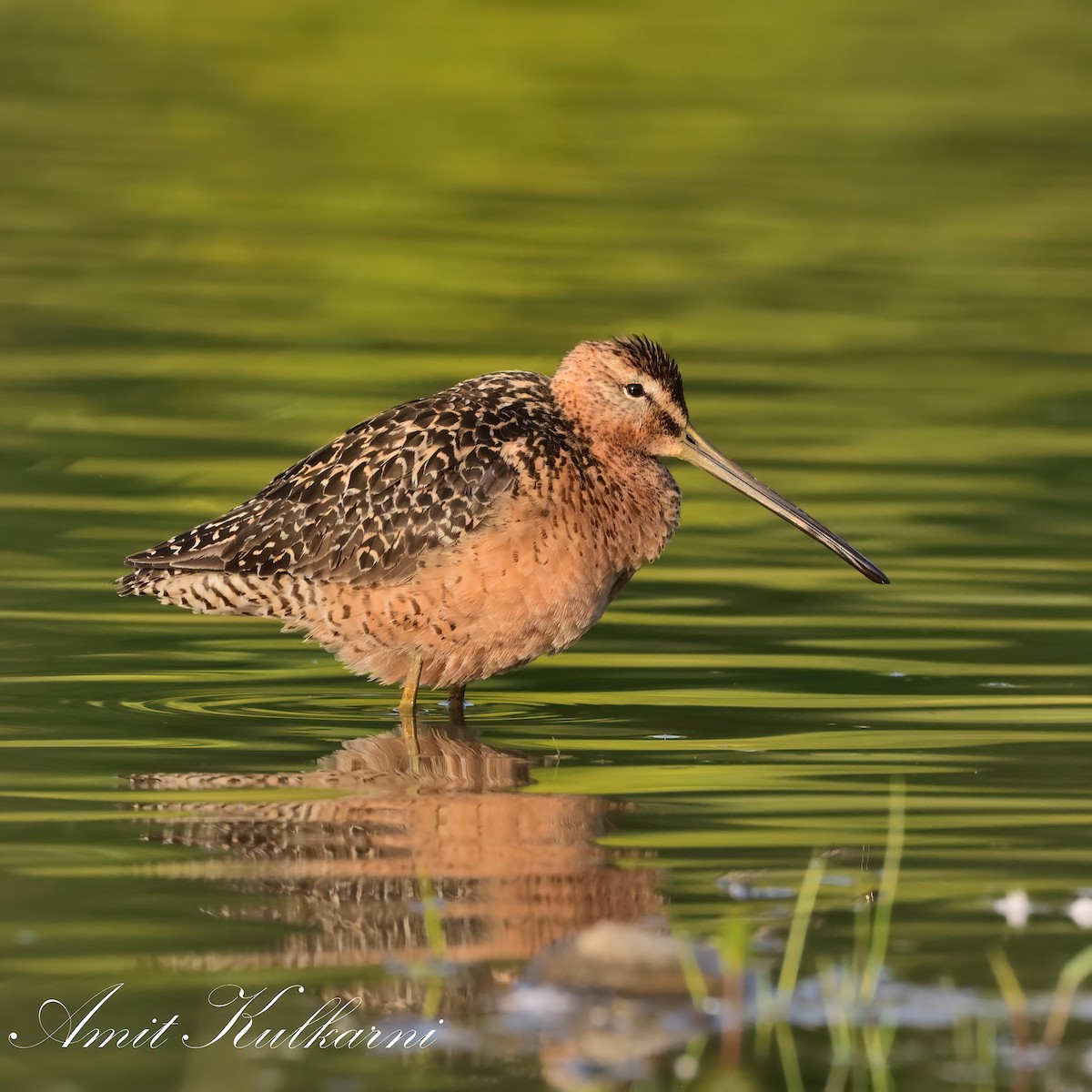Long-billed Dowitcher - ML601463421