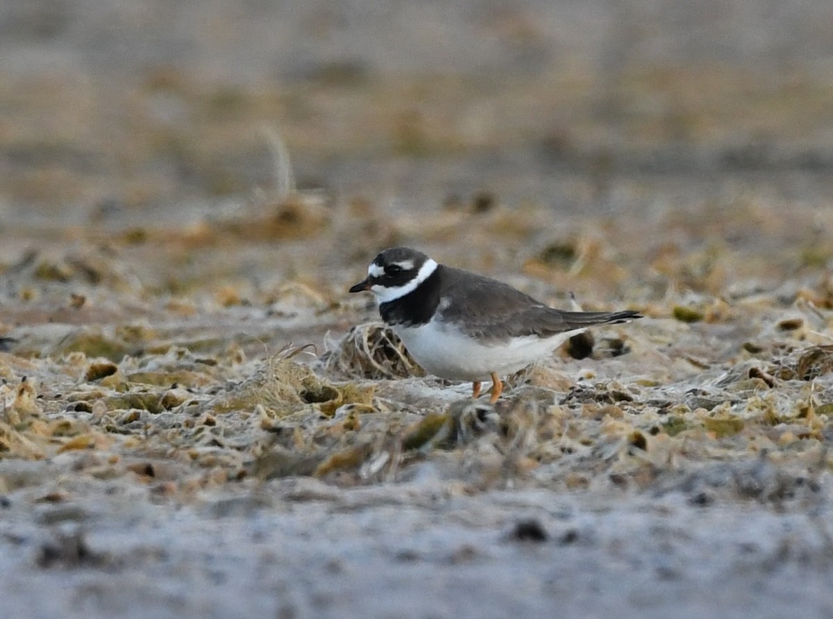 Common Ringed Plover - ML601463491