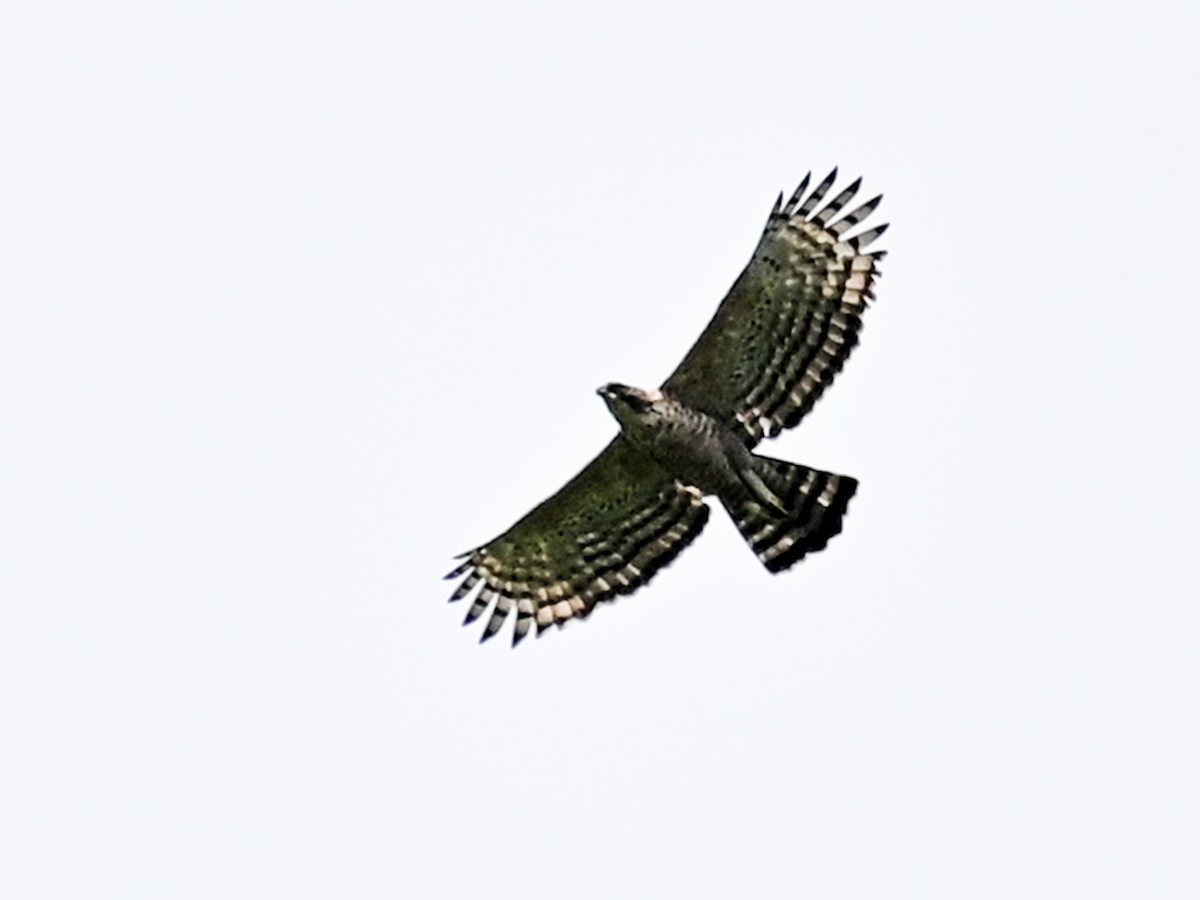 Legge's Hawk-Eagle - ML601464641