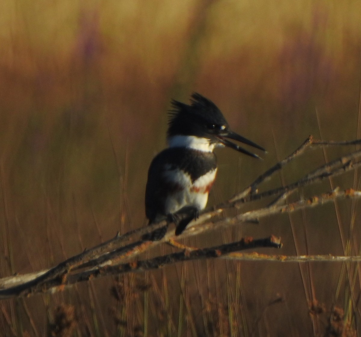 Belted Kingfisher - ML601467391