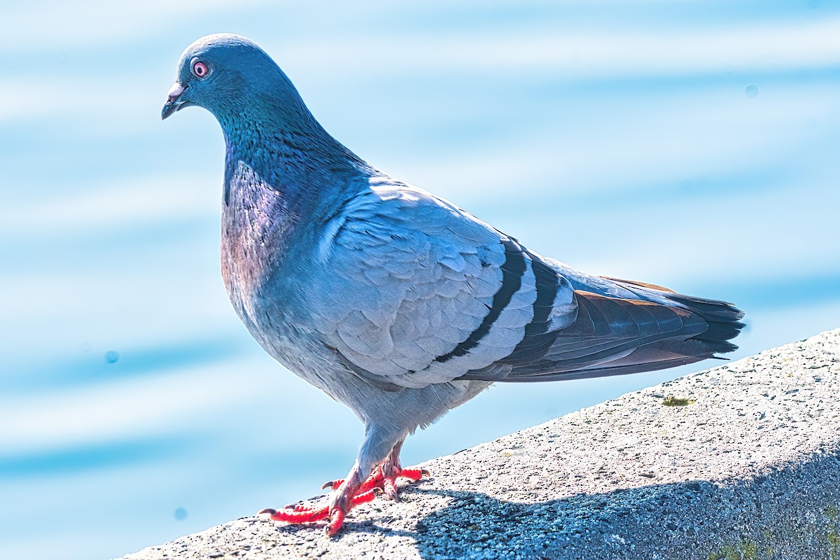 Rock Pigeon (Feral Pigeon) - ML601471551