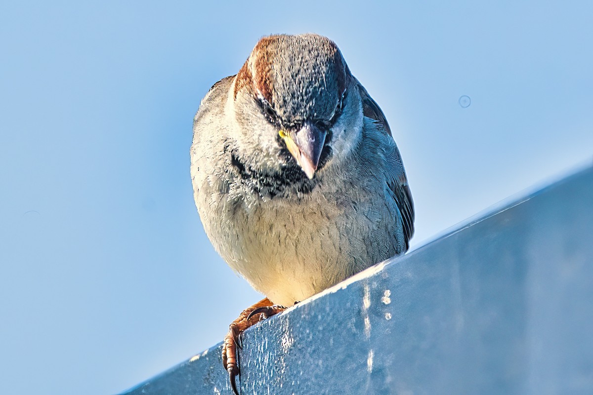 House Sparrow - Alfons  Lawen