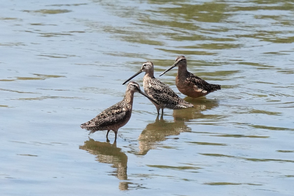 Long-billed Dowitcher - ML601473091