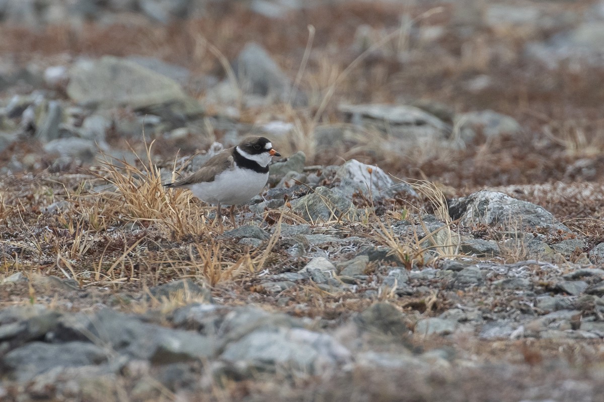Semipalmated Plover - ML601474131