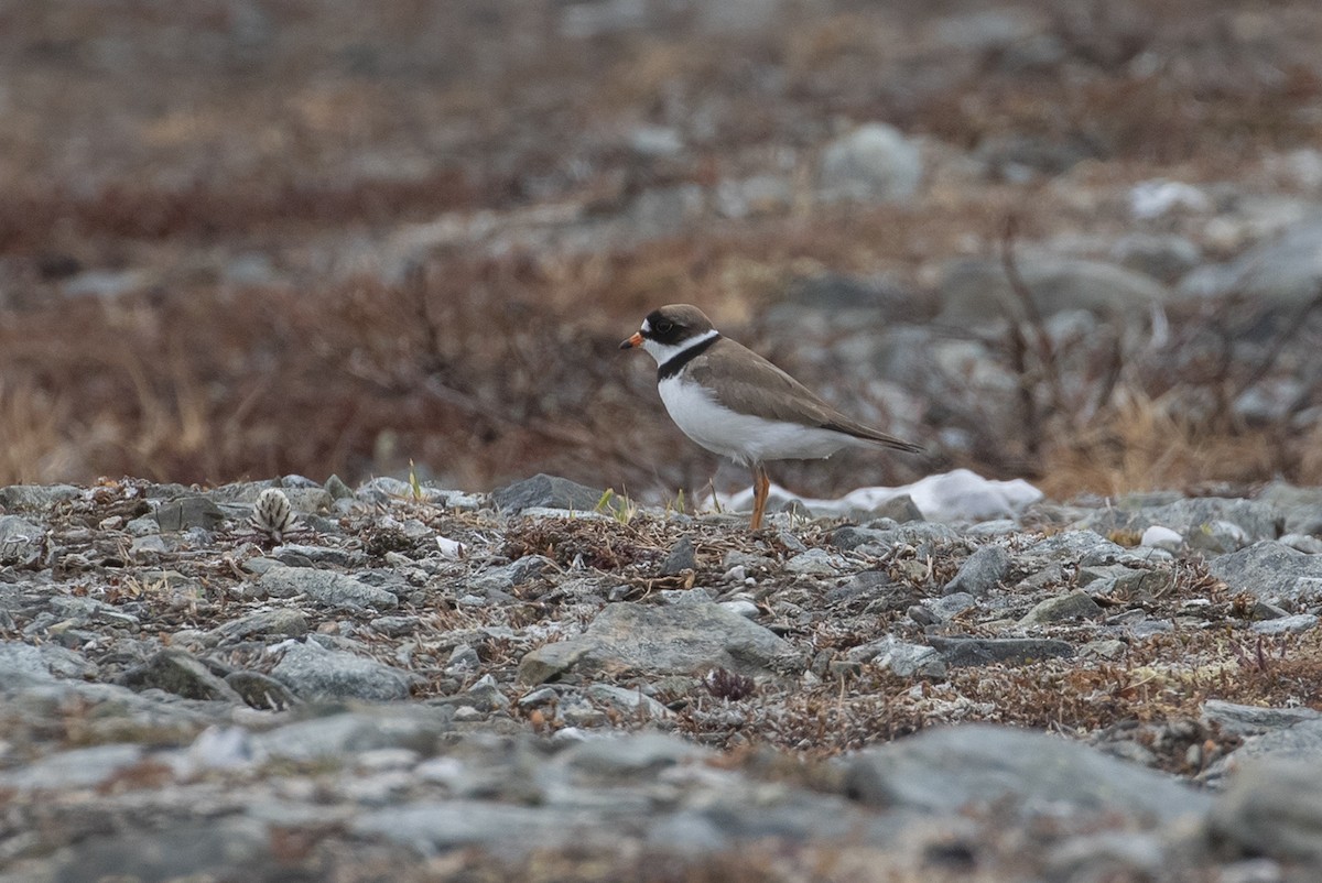 Semipalmated Plover - ML601474141