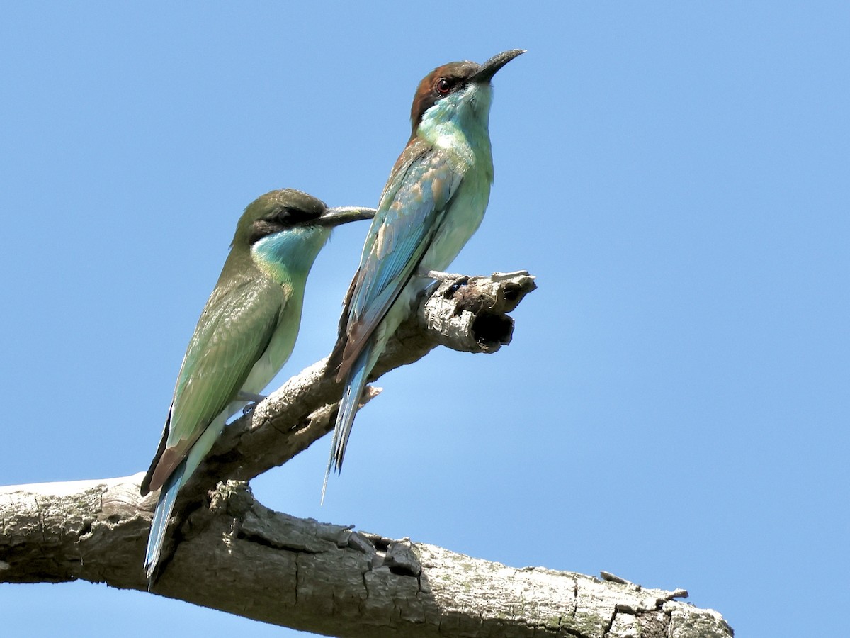 Blue-throated Bee-eater - ML601477861