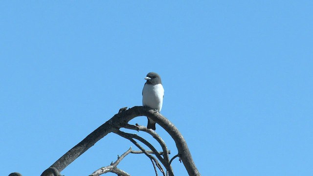 White-breasted Woodswallow - ML601478161