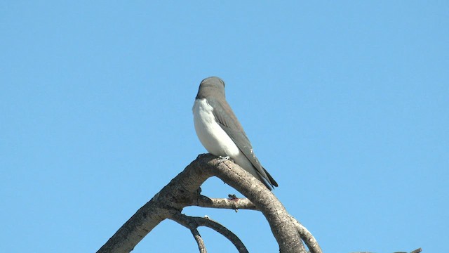 White-breasted Woodswallow - ML601478171