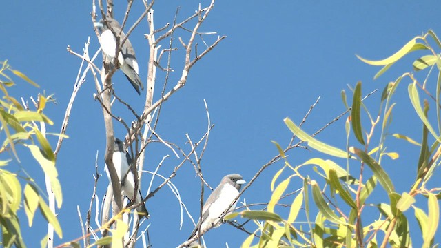 White-breasted Woodswallow - ML601478201