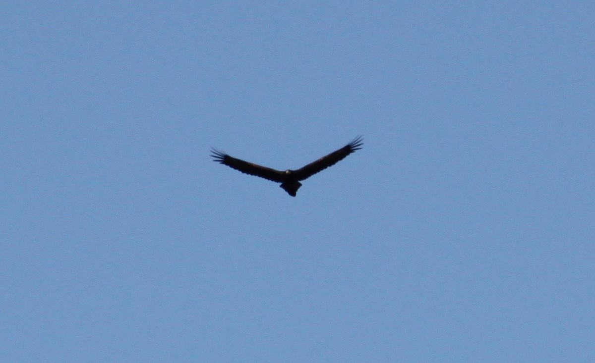 Wedge-tailed Eagle - ML601479181