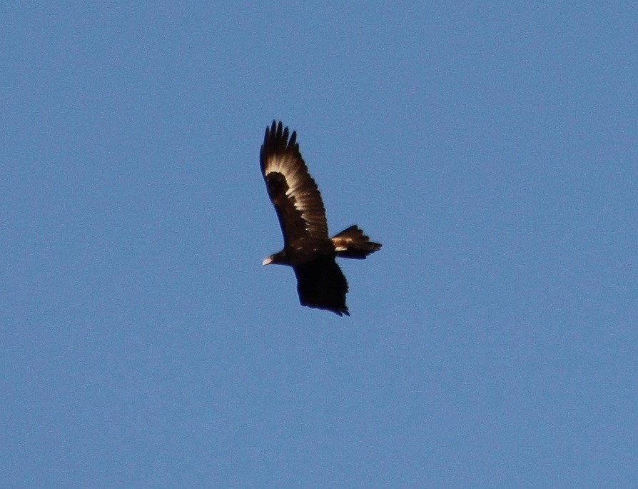 Wedge-tailed Eagle - ML601479191
