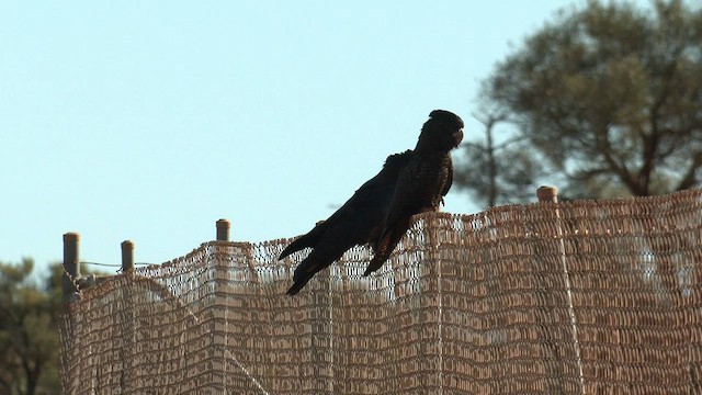 Red-tailed Black-Cockatoo - ML601480821