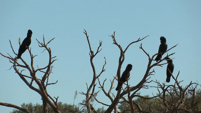 Red-tailed Black-Cockatoo - ML601480861