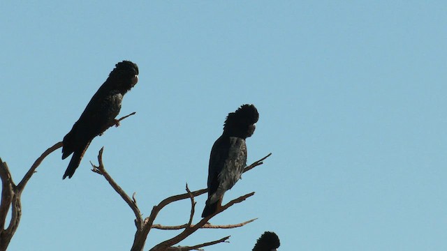 Red-tailed Black-Cockatoo - ML601480921