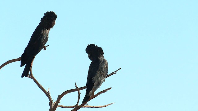 Red-tailed Black-Cockatoo - ML601480961