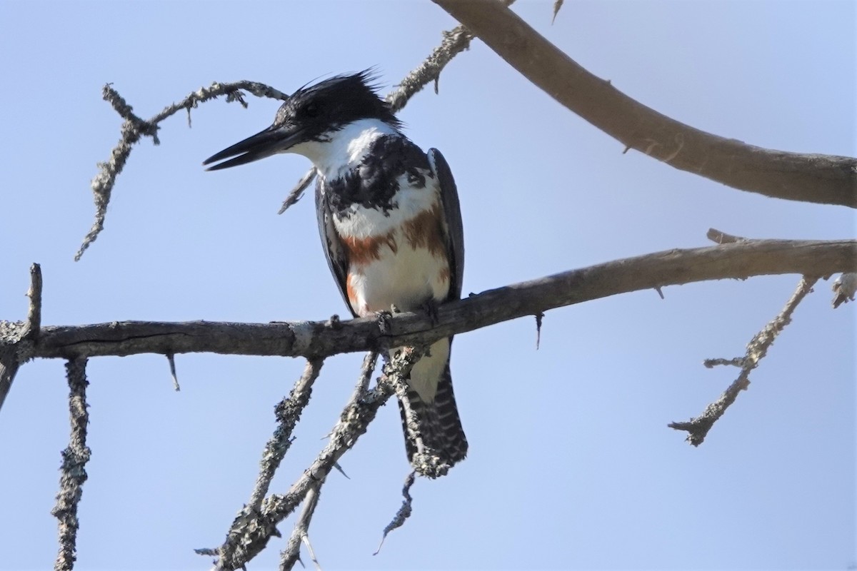 Belted Kingfisher - ML601481241