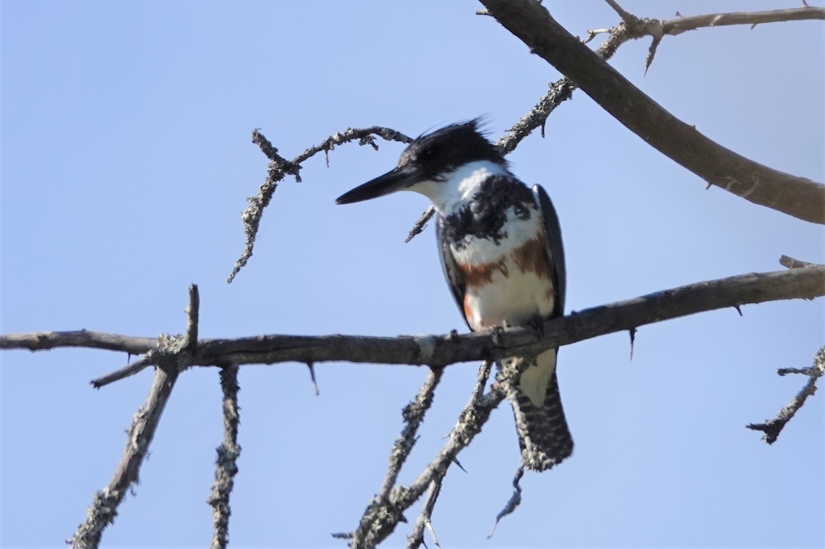 Belted Kingfisher - ML601481251