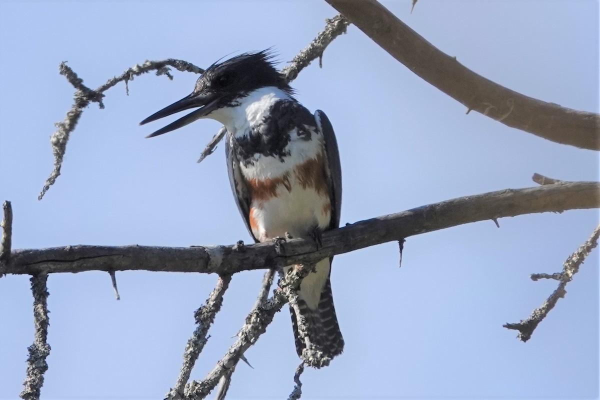 Belted Kingfisher - ML601481261