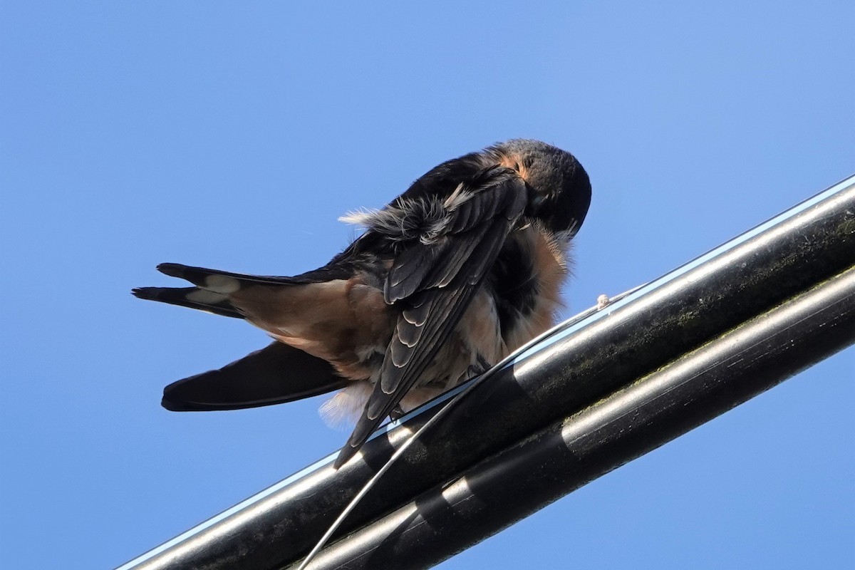 Barn Swallow - ML601481301