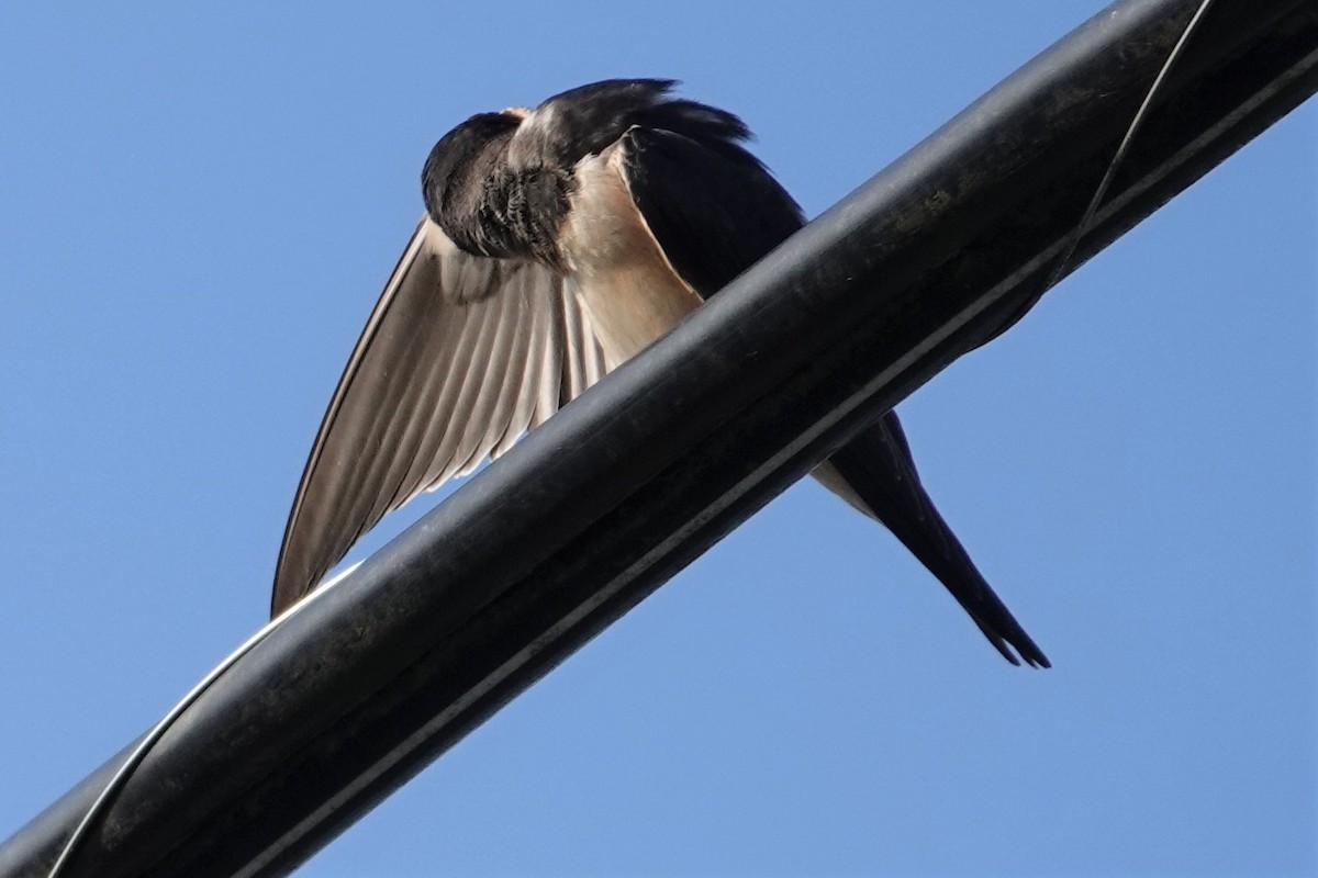 Barn Swallow - ML601481351