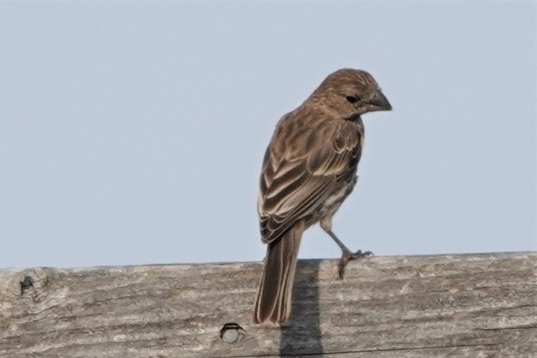 House Finch - ML601481481