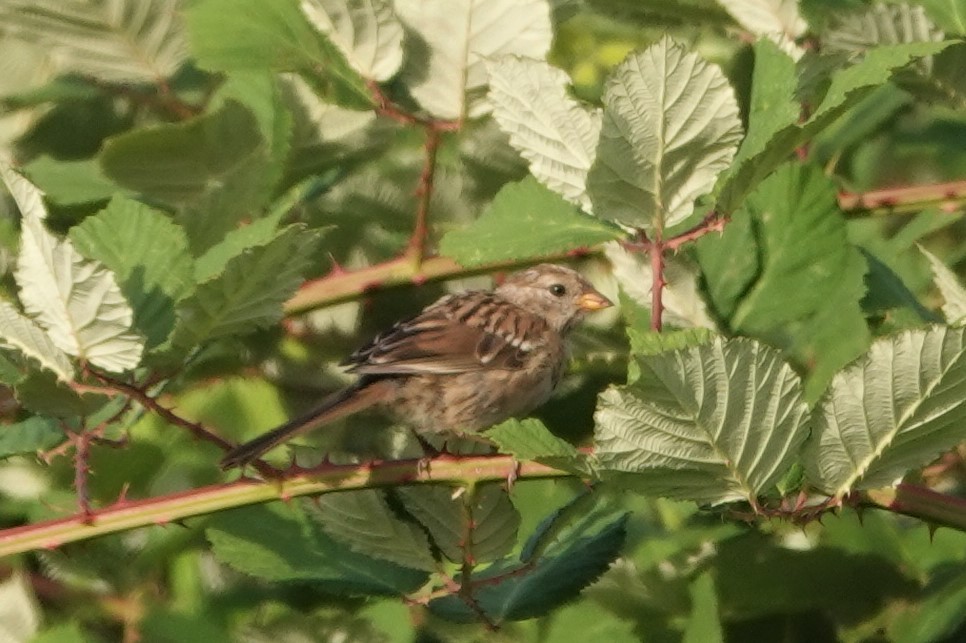 White-crowned Sparrow - ML601481621