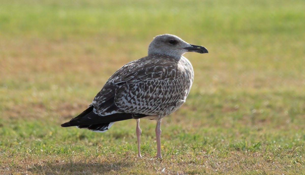 Yellow-legged Gull (michahellis) - ML601485761
