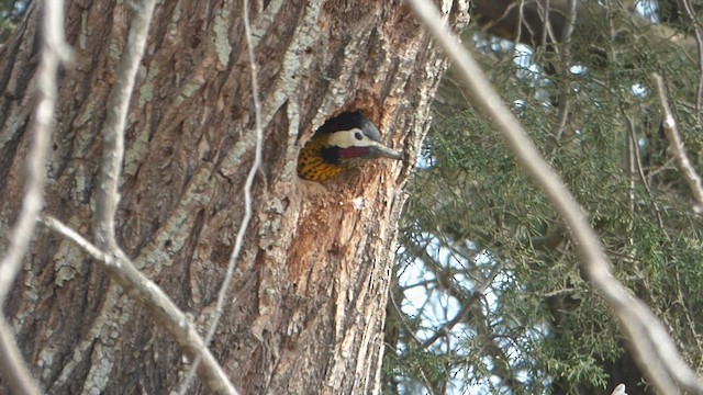 Green-barred Woodpecker - ML601486351