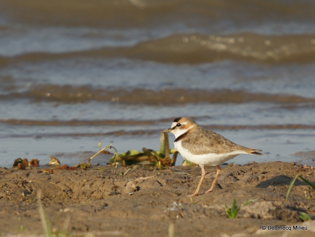 Collared Plover - ML60148641