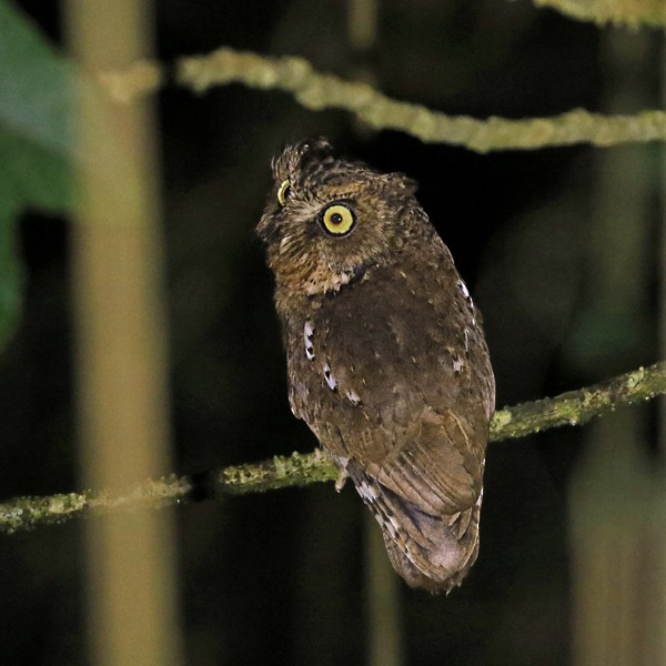 Mountain Scops-Owl - Dave Bakewell