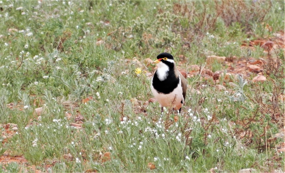 Banded Lapwing - ML601489161