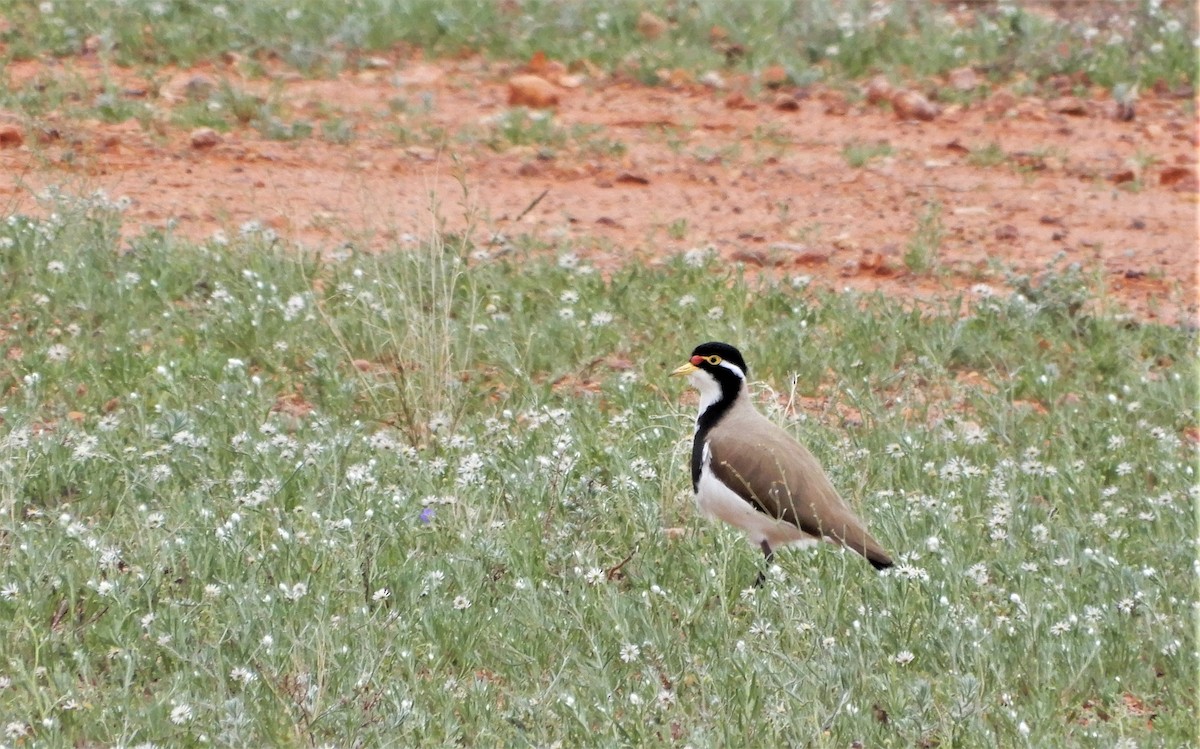 Banded Lapwing - ML601489171