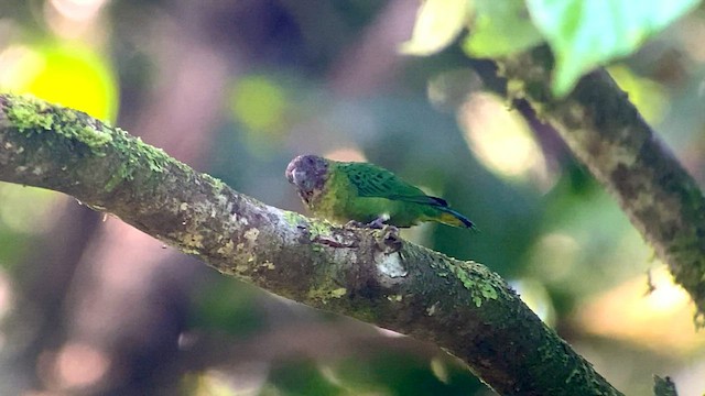 Geelvink Pygmy-Parrot - ML601491041