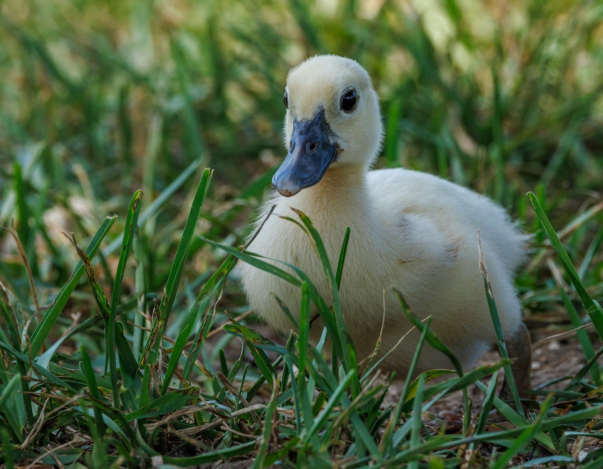 Muscovy Duck (Domestic type) - ML601491971