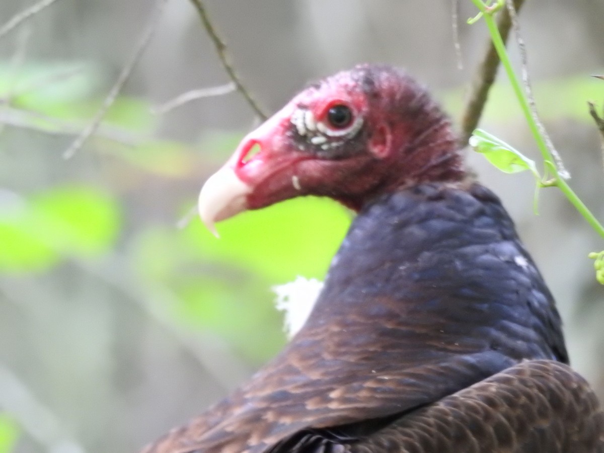 Turkey Vulture - ML60149331
