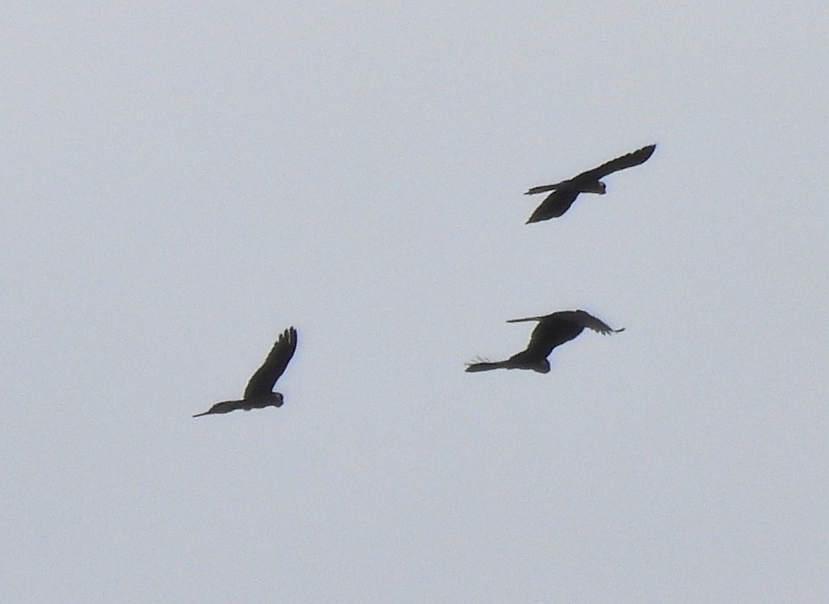 Yellow-tailed Black-Cockatoo - ML601495851