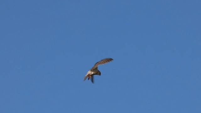 Black-shouldered Kite - ML601496521