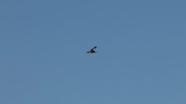 Black-shouldered Kite - ML601498051