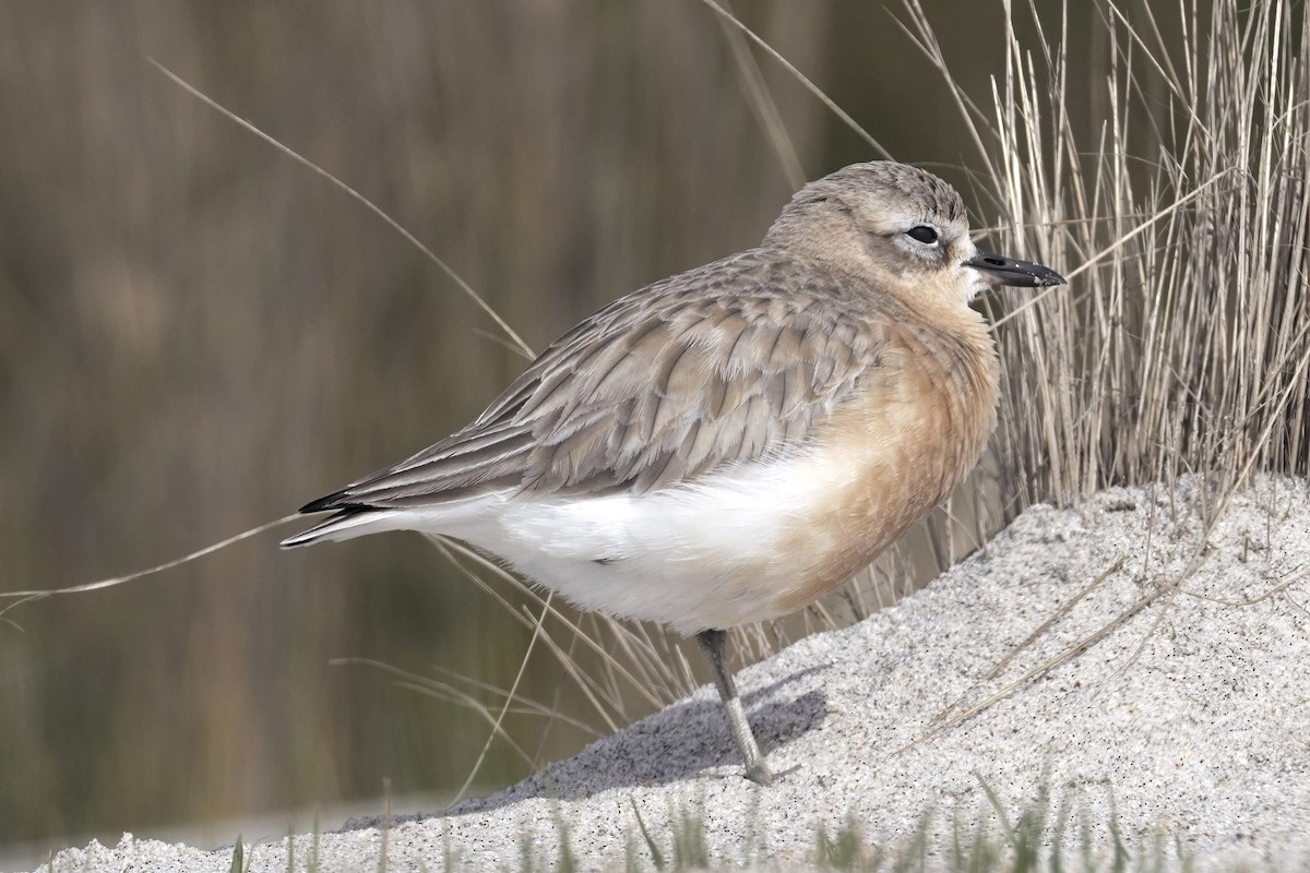 Red-breasted Dotterel (Northern) - Patrick Lam