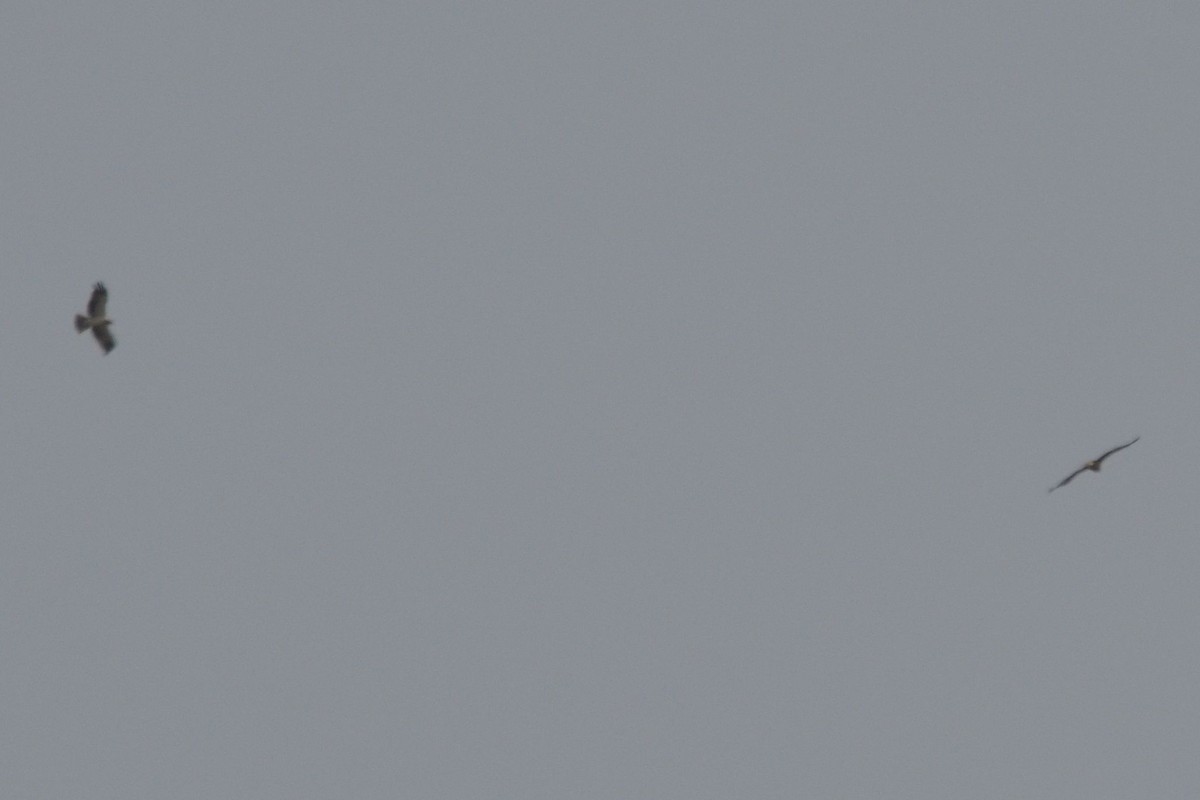 Орел-карлик малий - ML601502171