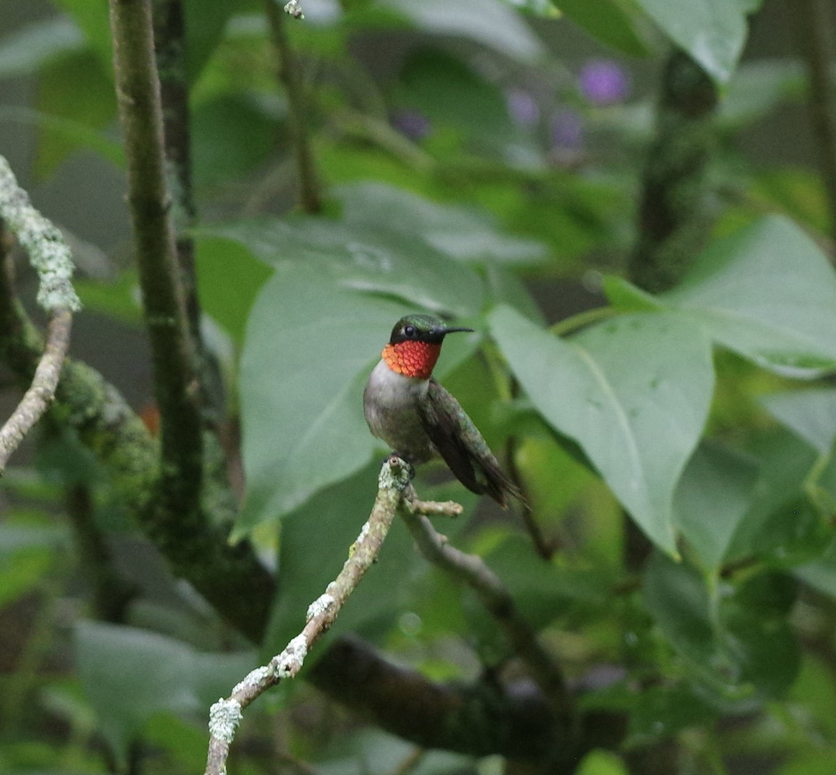 Ruby-throated Hummingbird - Bill Purcell