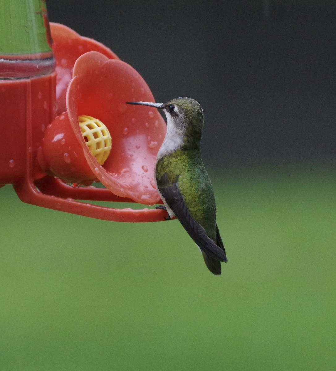 Ruby-throated Hummingbird - Bill Purcell