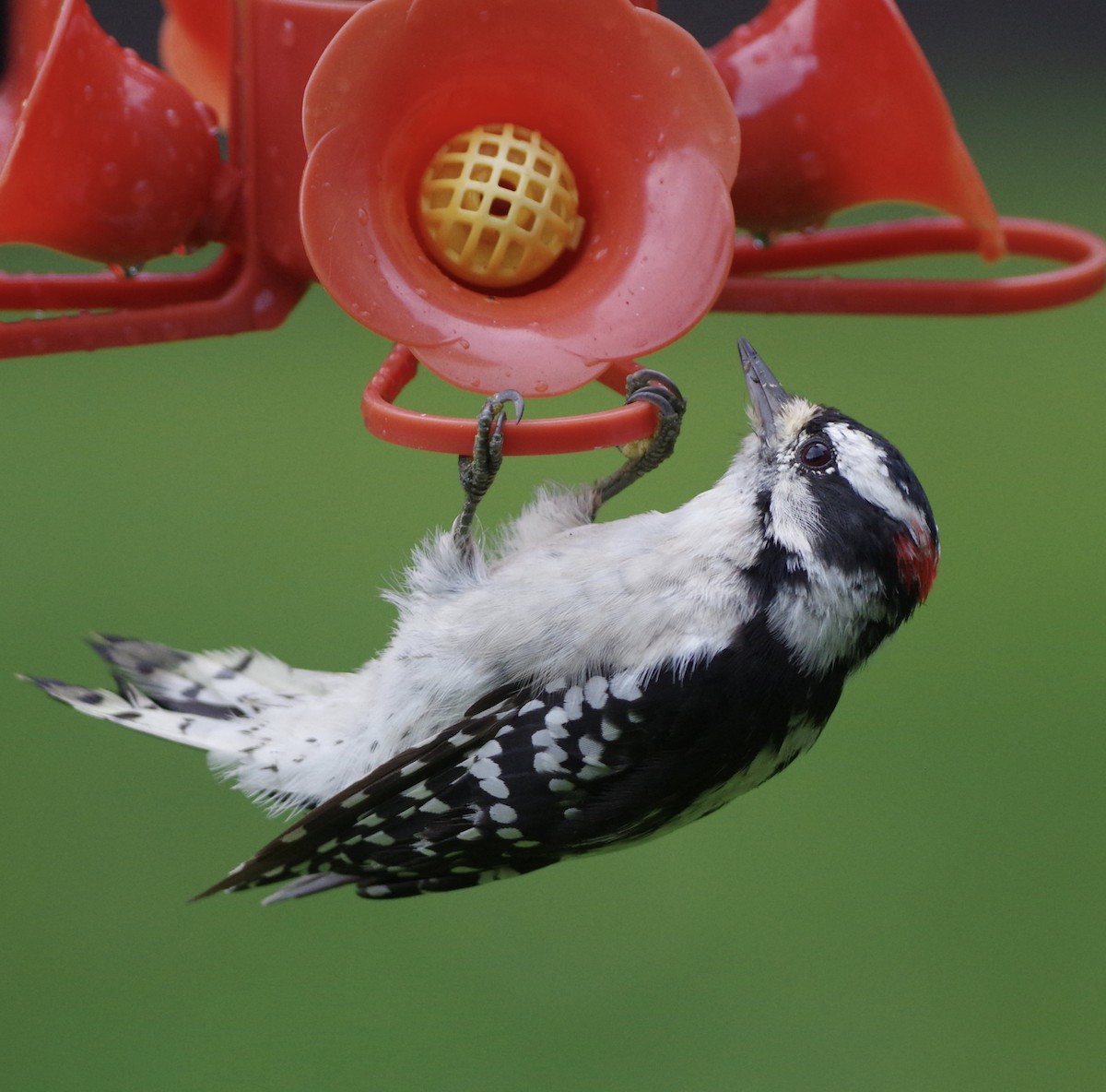 Downy Woodpecker (Eastern) - Bill Purcell