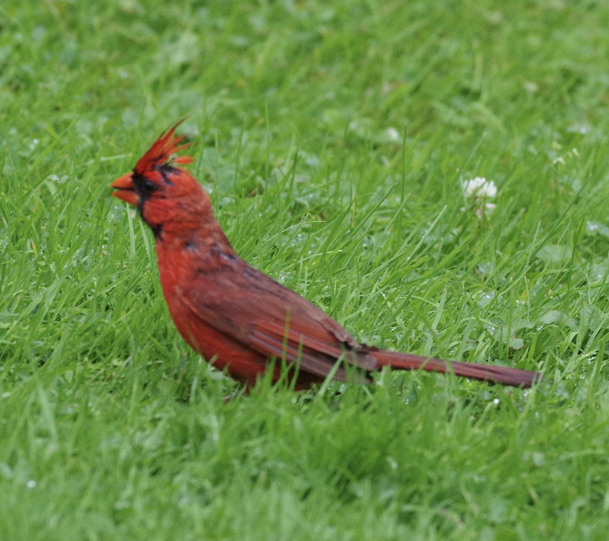 Cardinal rouge - ML601503751