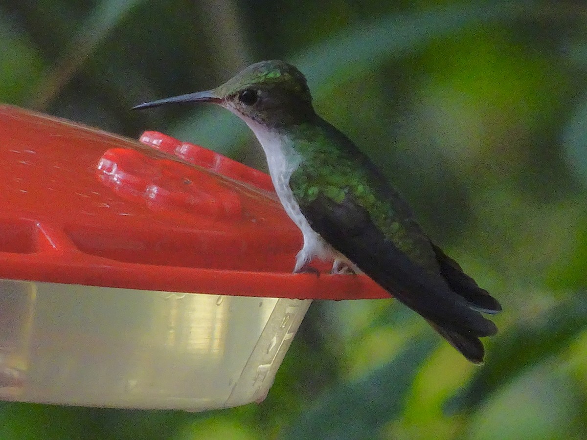 Scaly-breasted Hummingbird - Emanuel Serech