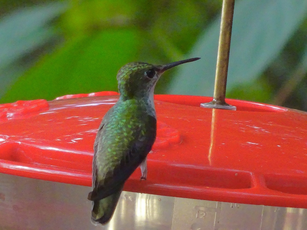 Scaly-breasted Hummingbird - ML601509141