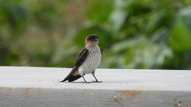 Red-rumped Swallow - ML601510391