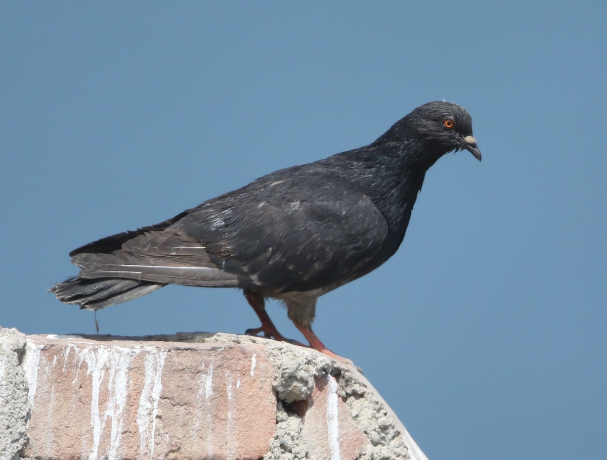 Rock Pigeon (Feral Pigeon) - ML60151071